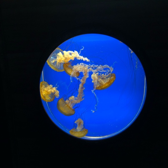 Meet your Posher, Heather - Picture 1 of 1